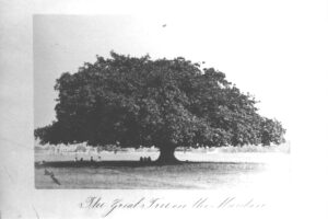 The Great Tree