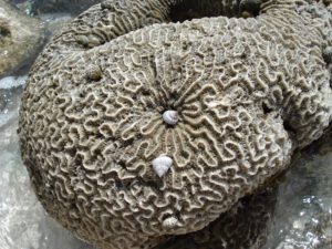 Schnecken-Mathematik