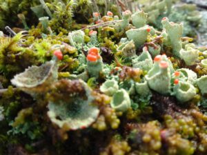 Flechten in Schweden