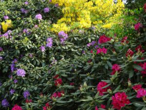 Rhododendron